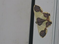 Plutodes subcaudata