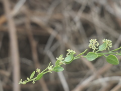 Cryptocarpus pyriformis