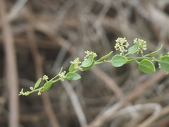 Cryptocarpus pyriformis