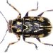 Scriptured Leaf Beetles - Photo (c) Udo Schmidt, some rights reserved (CC BY-SA)