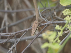 Oxybelis transandinus