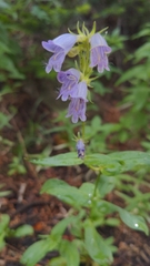 Penstemon eriantherus