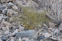 Eriogonum glandulosum