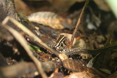 Dendrobates truncatus