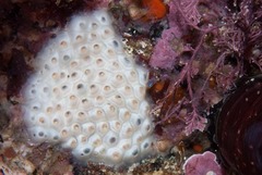 Afrocominella capensis simoniana