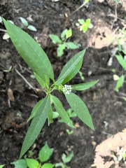 Asclepias perennis