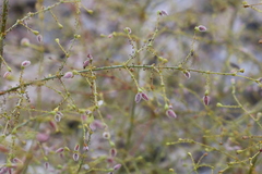 Eriogonum glandulosum
