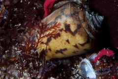 Conus algoensis simplex