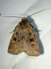 Diarsia jucunda