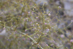 Eriogonum glandulosum