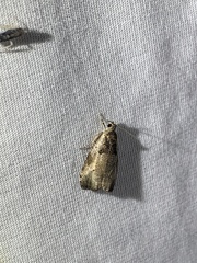 Olethreutes punctanum