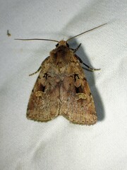 Diarsia jucunda