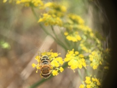 Palpada mexicana