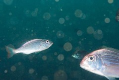 Pterogymnus laniarius