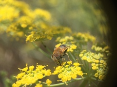 Palpada mexicana