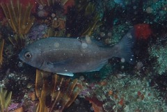 Pachymetopon blochii