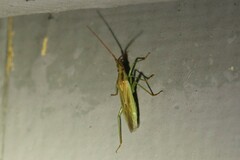 Stenodema trispinosum