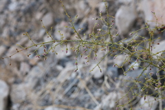 Eriogonum glandulosum
