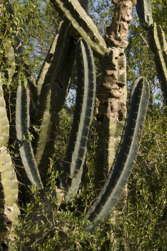 Cereus hildmannianus