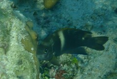 Chrysiptera biocellata