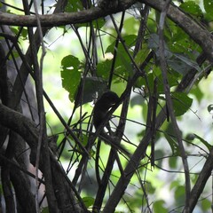 Funambulus sublineatus