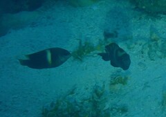 Chrysiptera biocellata