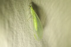 Chrysopa nigricornis