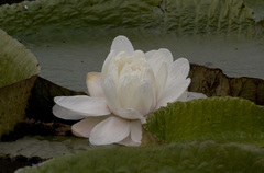 Victoria cruziana