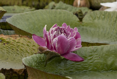 Victoria cruziana