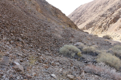 Eriogonum glandulosum