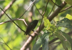 Saucerottia beryllina