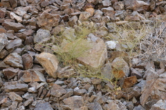 Eriogonum glandulosum