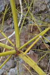 Eriogonum glandulosum