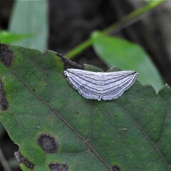 Scopula opicata