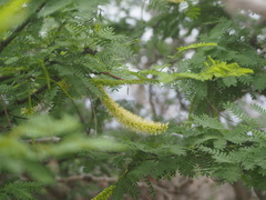 Prosopis pallida