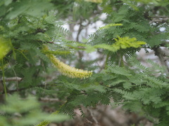 Prosopis pallida