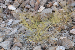 Eriogonum glandulosum