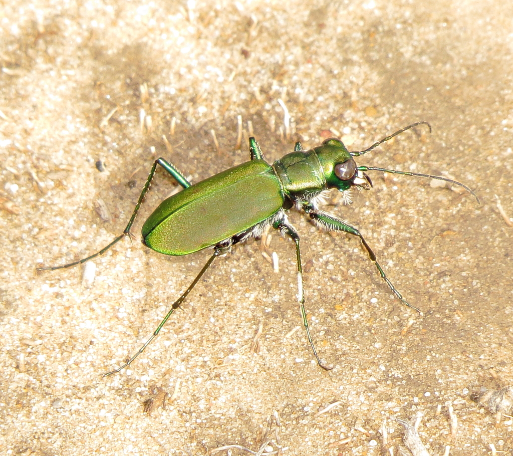 Large Grassland Tiger Beetle from Tesesquite Creek, Cimarron County OK ...