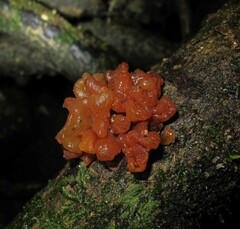 Tremella vesiculosa