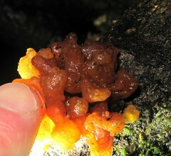 Tremella vesiculosa