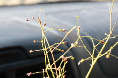 Eriogonum glandulosum