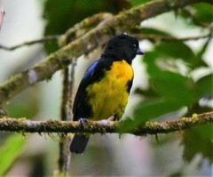 Bangsia melanochlamys