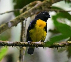 Bangsia melanochlamys