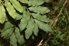 Cupaniopsis tomentella