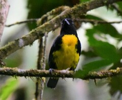 Bangsia melanochlamys