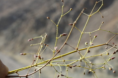 Eriogonum glandulosum
