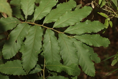 Cupaniopsis tomentella