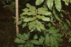Cupaniopsis tomentella
