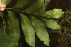 Cupaniopsis tomentella