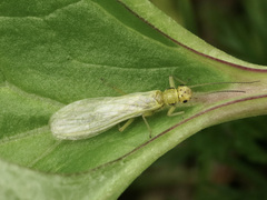 Sweltsa